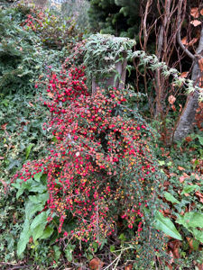 Picture of Cotoneaster