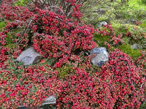 Picture of Cotoneaster