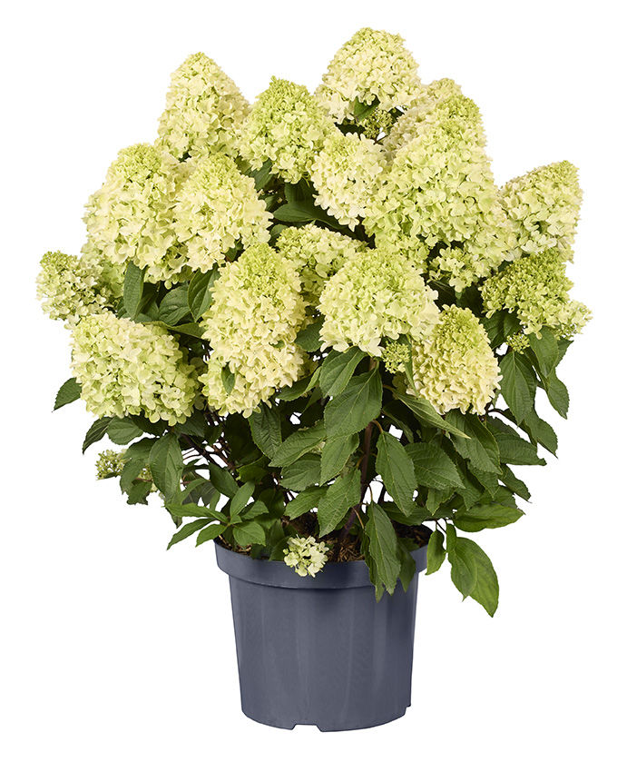 http://breederplants.interforcehosting.nl/images/thumbs/0002458_hydrangea.jpeg