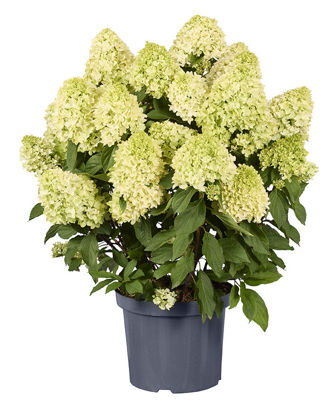 Obraz Hydrangea